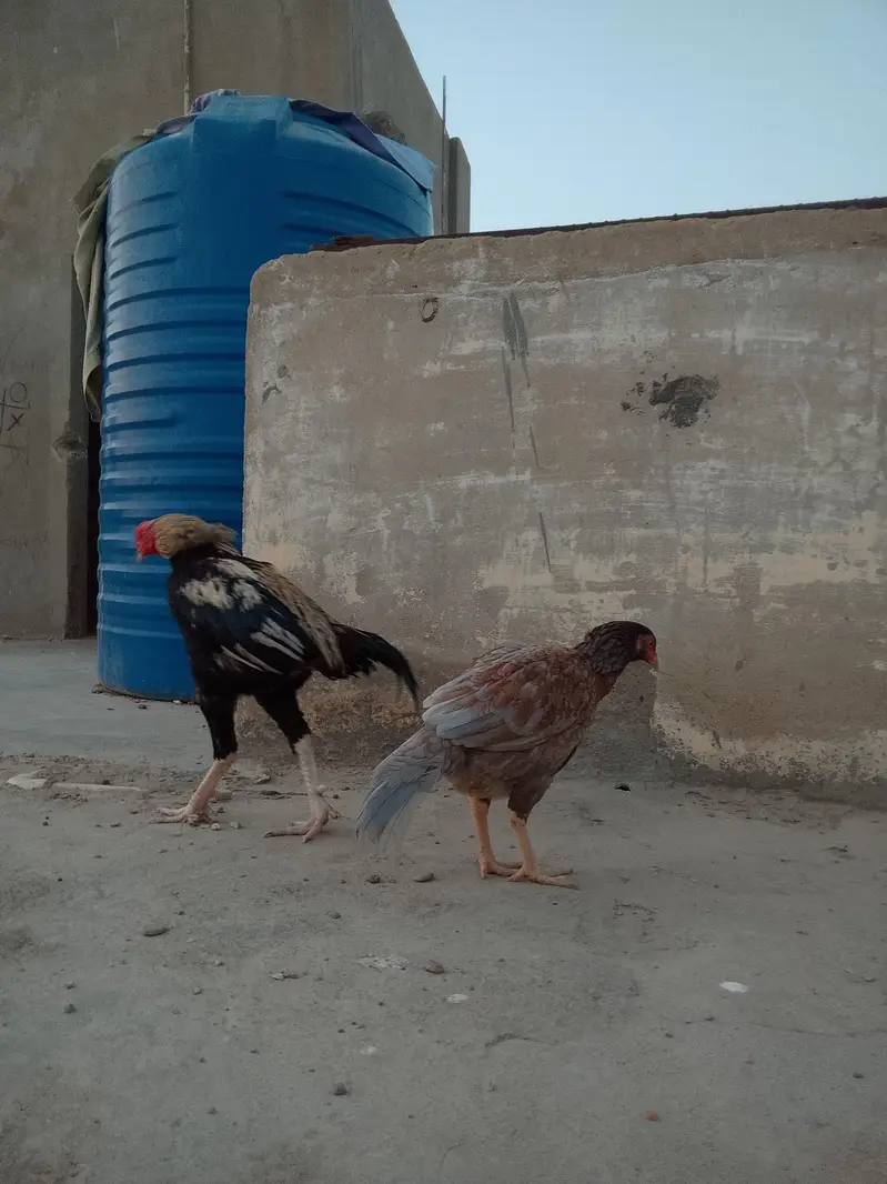 aseel sindhi — photo 2