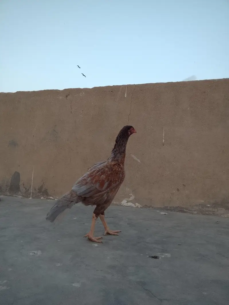 aseel sindhi — photo 3