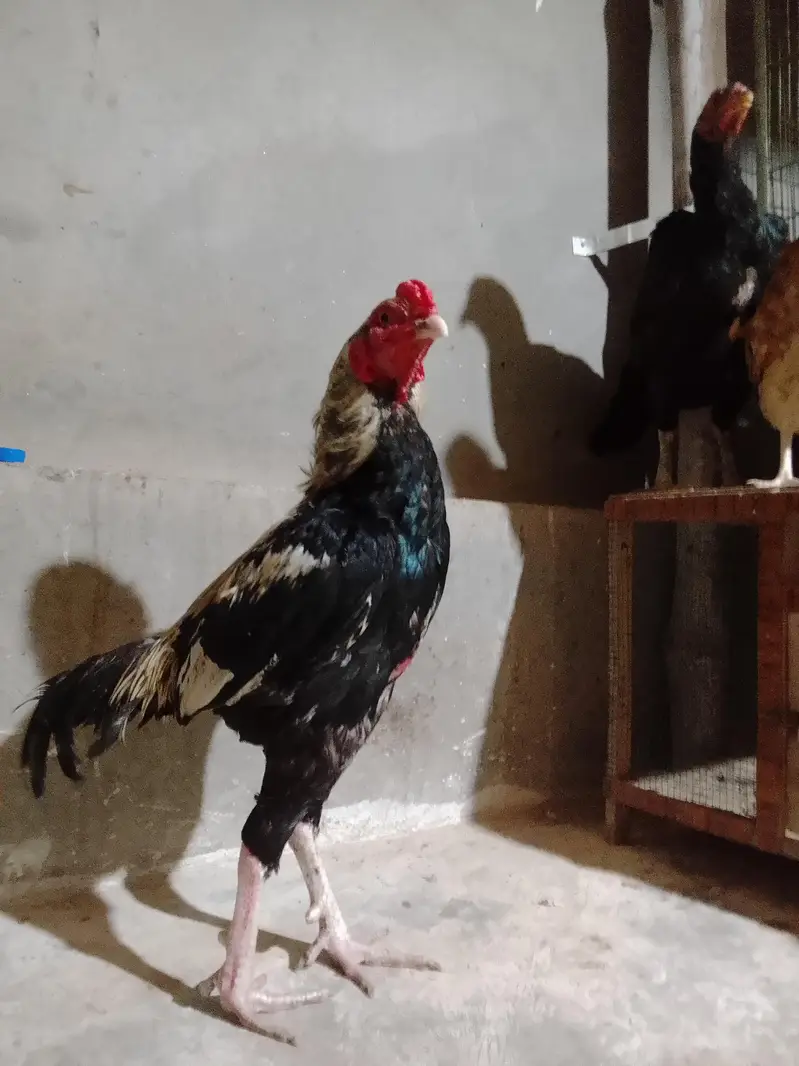 aseel sindhi — photo 5