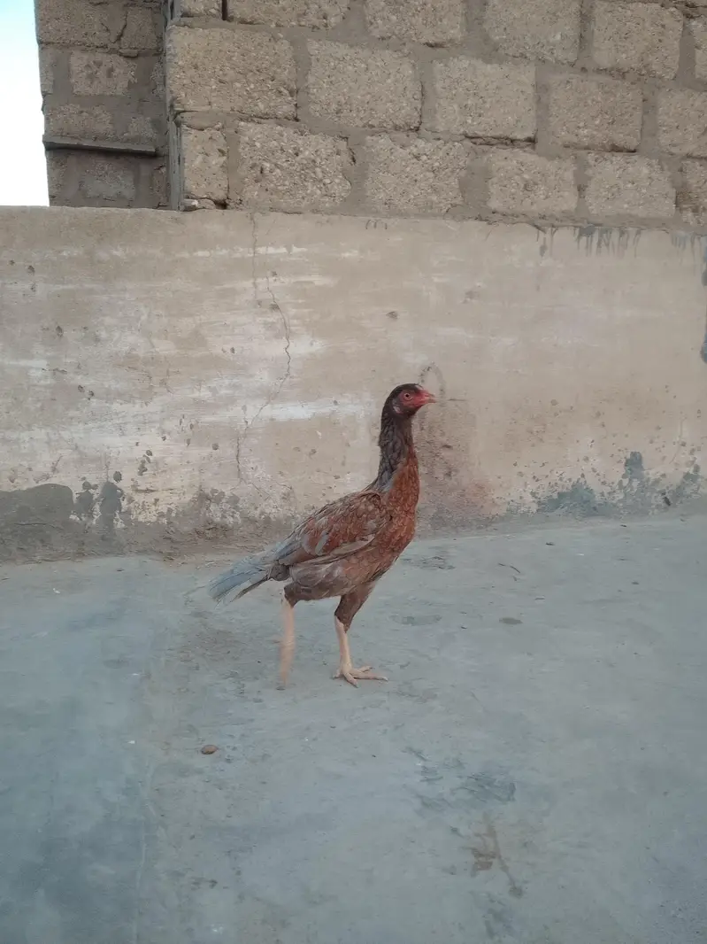 aseel sindhi — photo 7