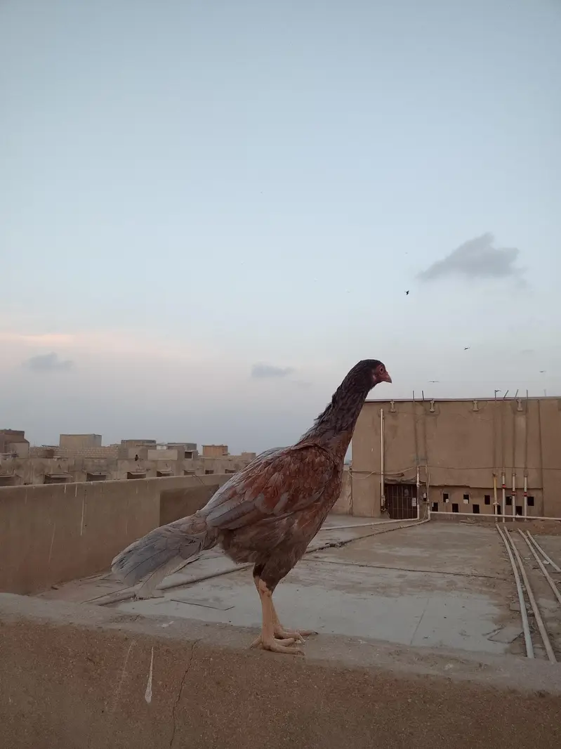 aseel sindhi — photo 8