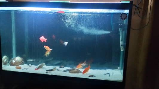 aquarium for sale