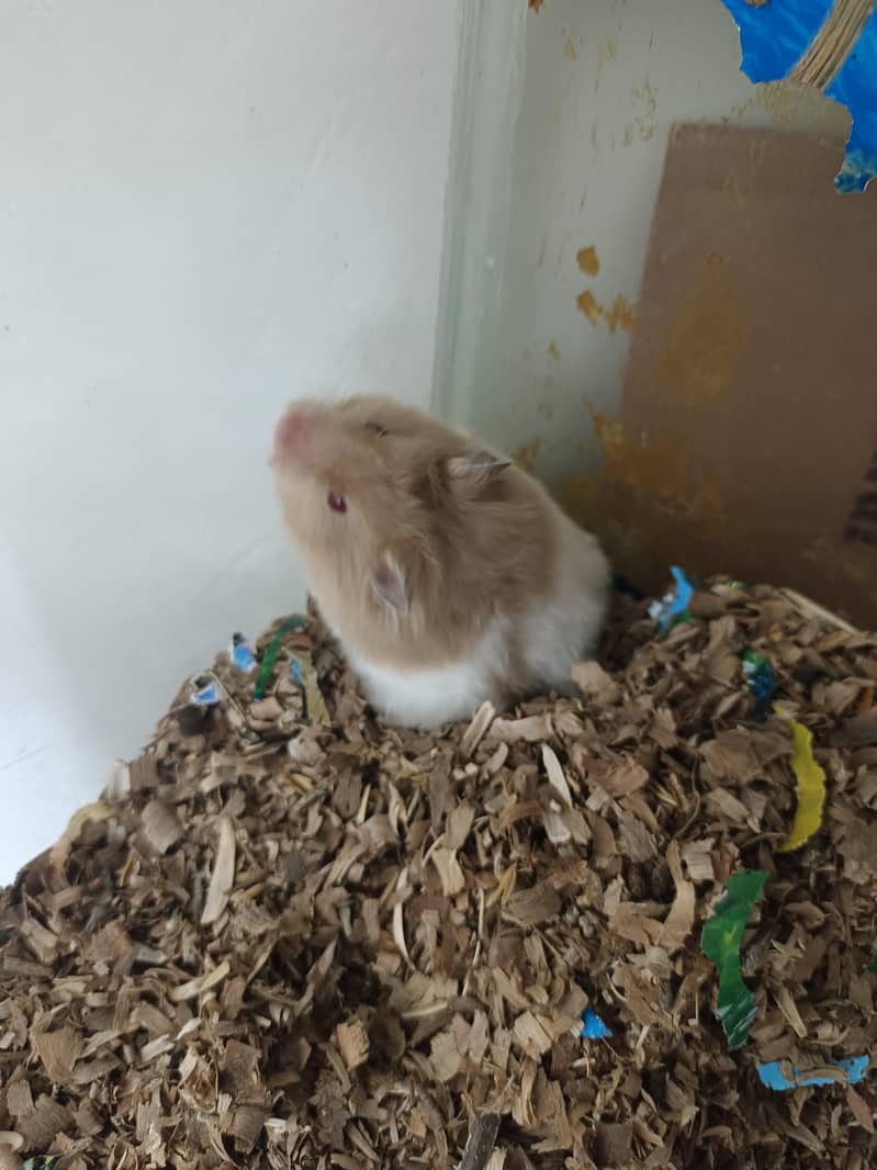 hamster 0