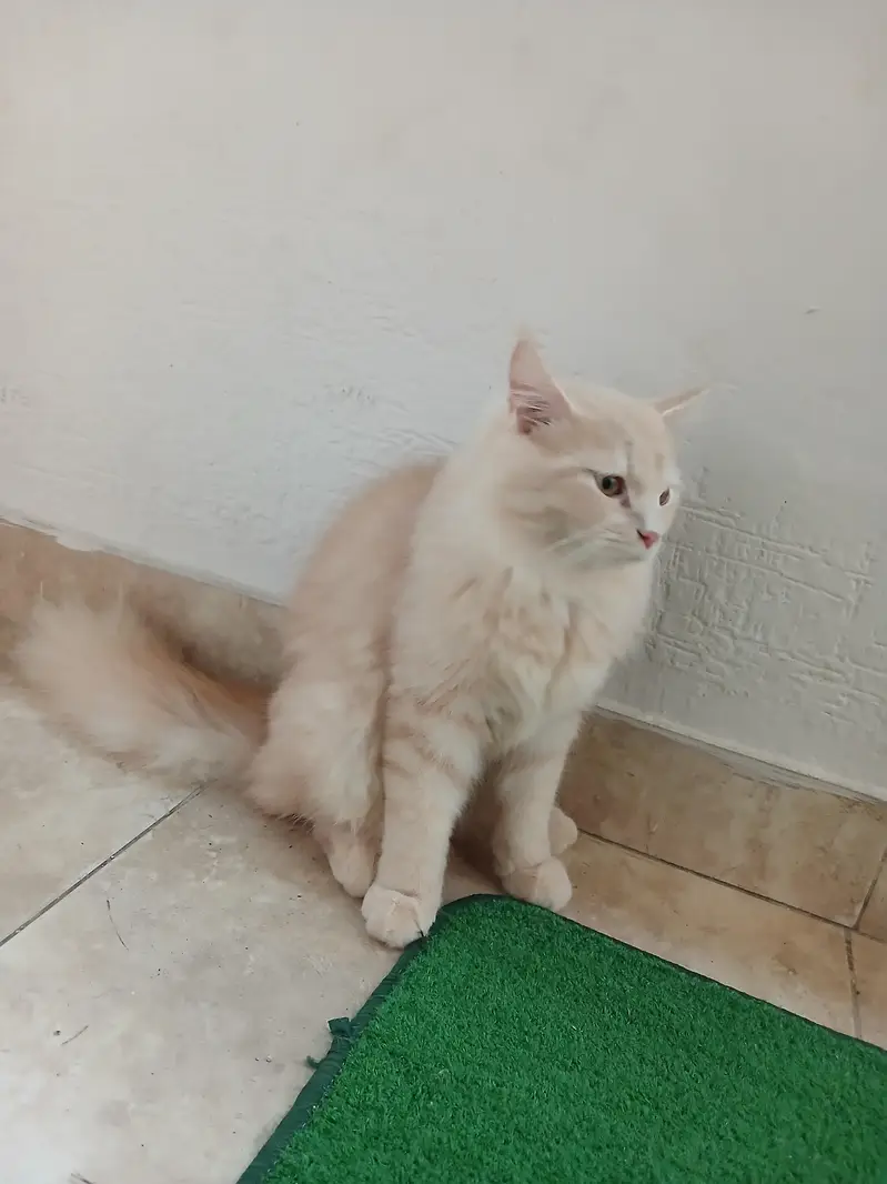 i want to sale my male