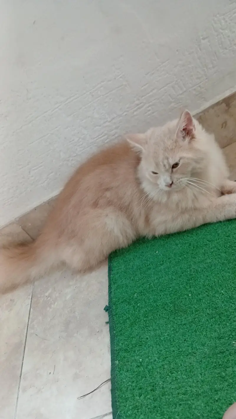 i want to sale my male — photo 2