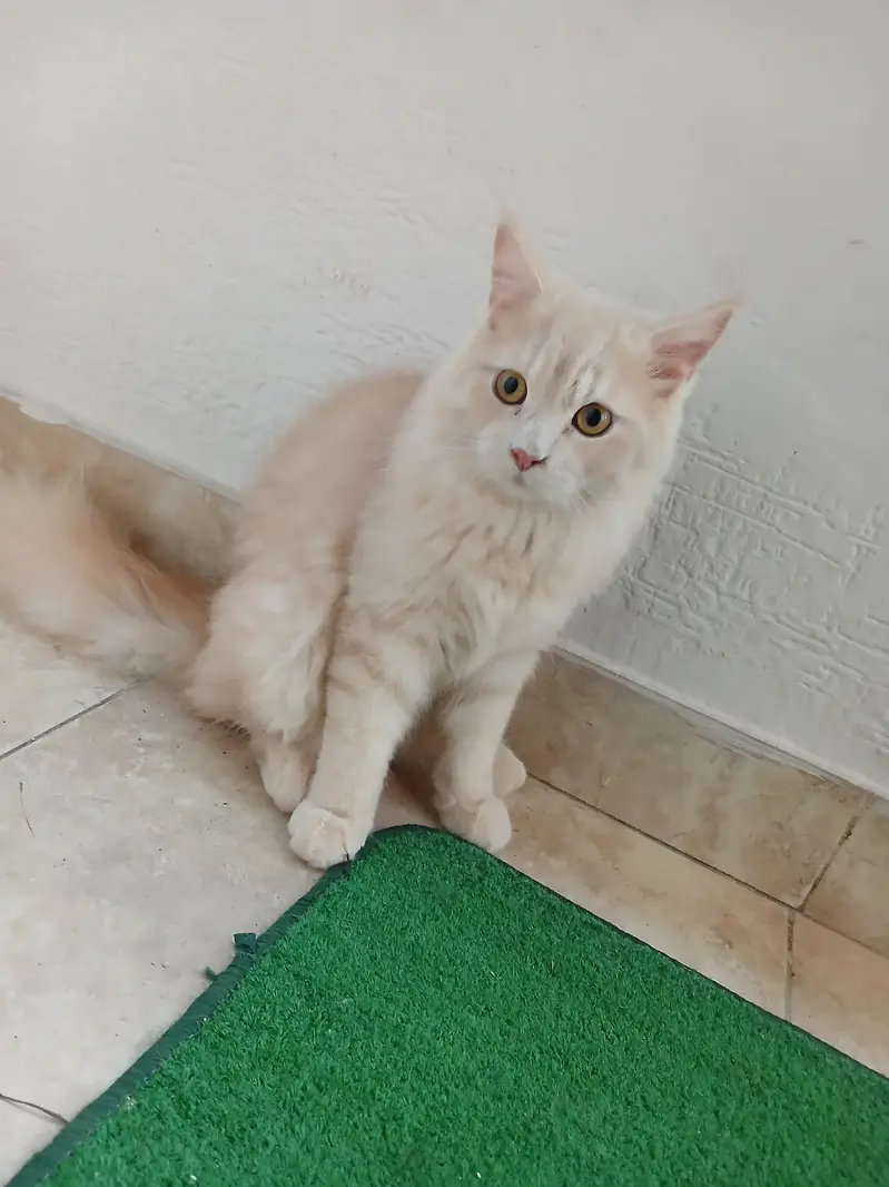 i want to sale my male — photo 3
