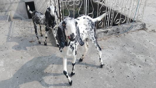 dasi bakri with kid