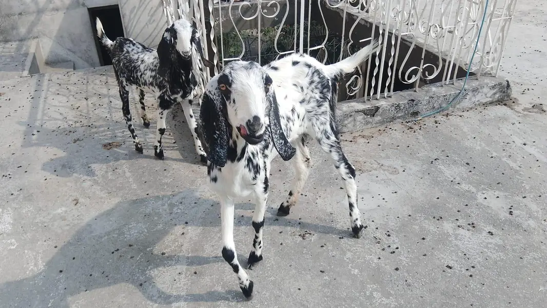 dasi bakri with kid