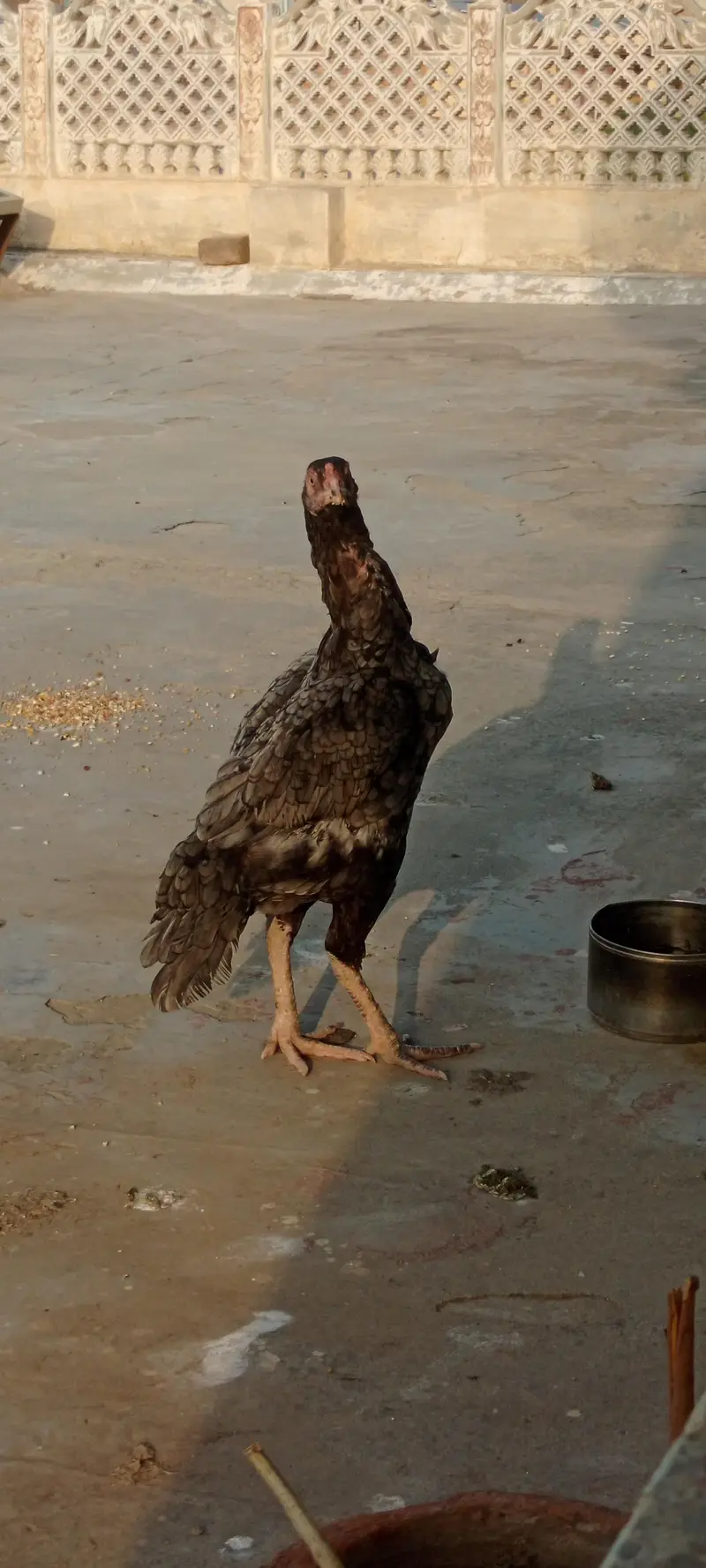 silver aseel hen for sale