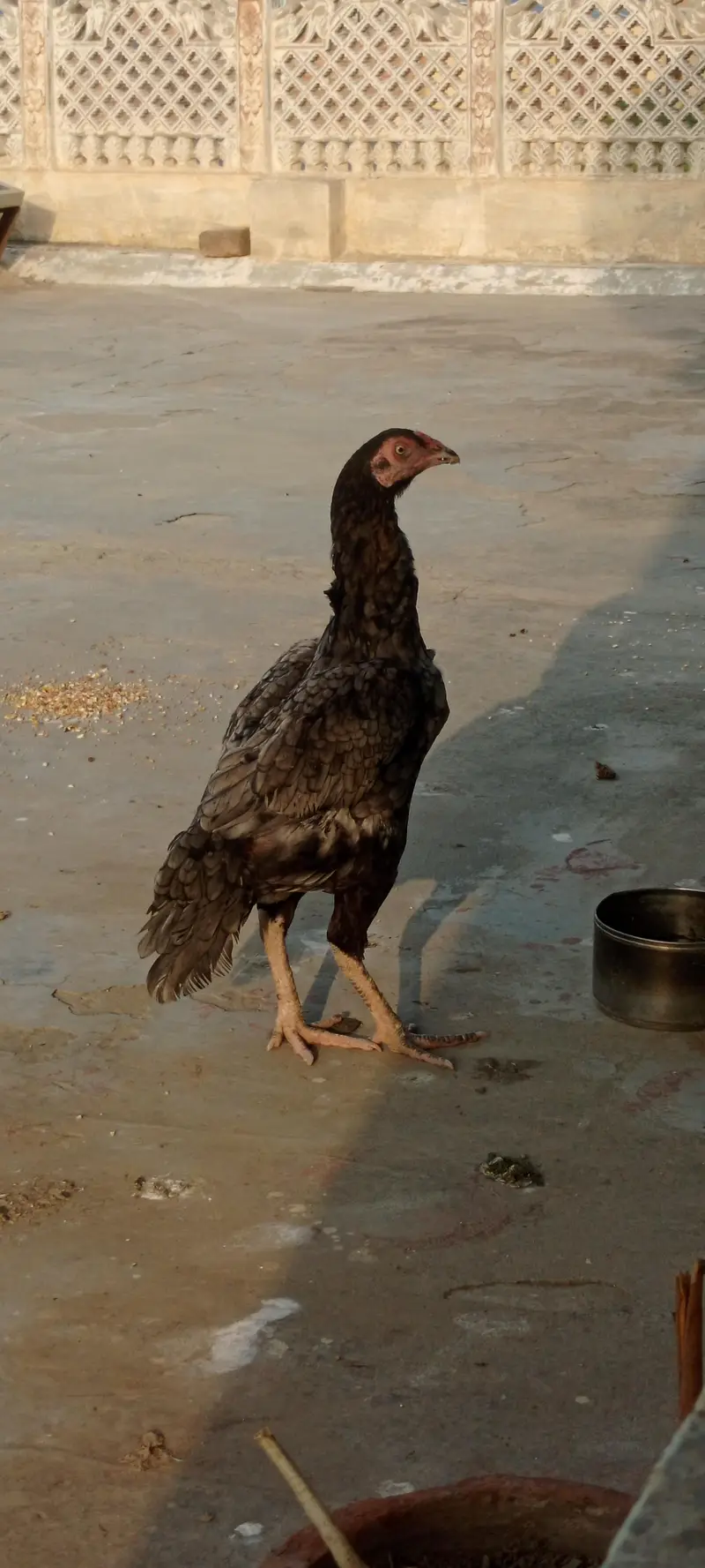 silver aseel hen for sale — photo 2