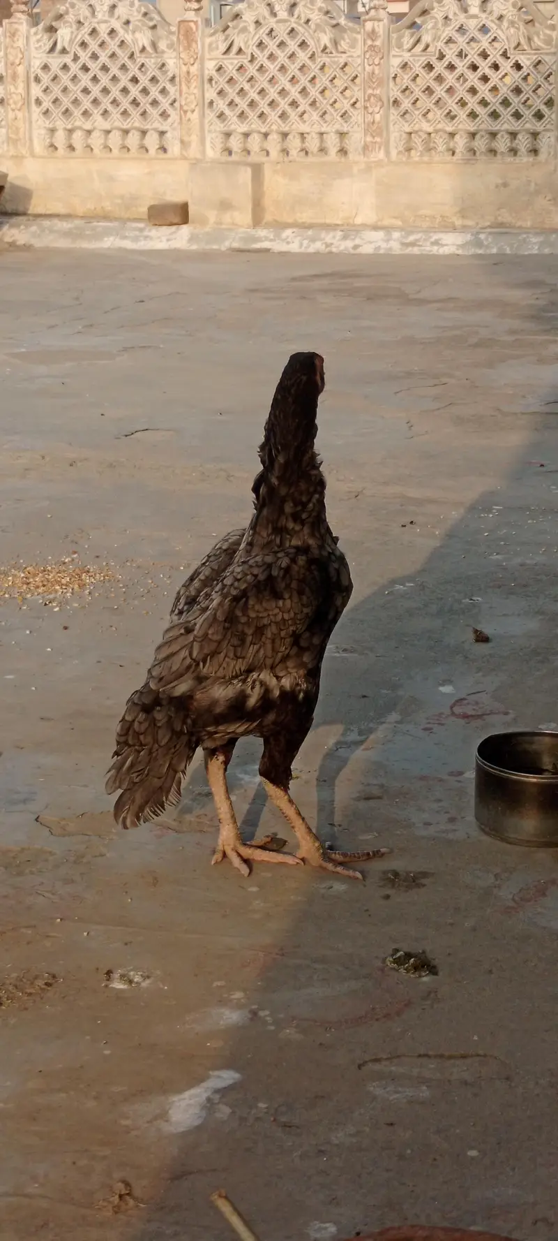 silver aseel hen for sale — photo 3