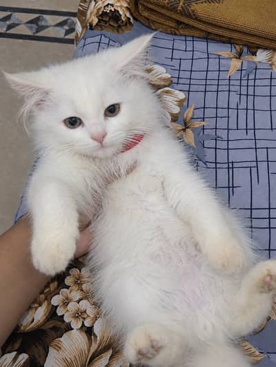 Persian kittens