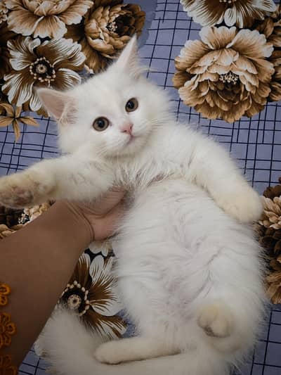 Persian kittens