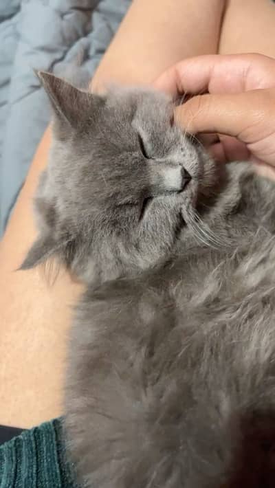 Persian cat