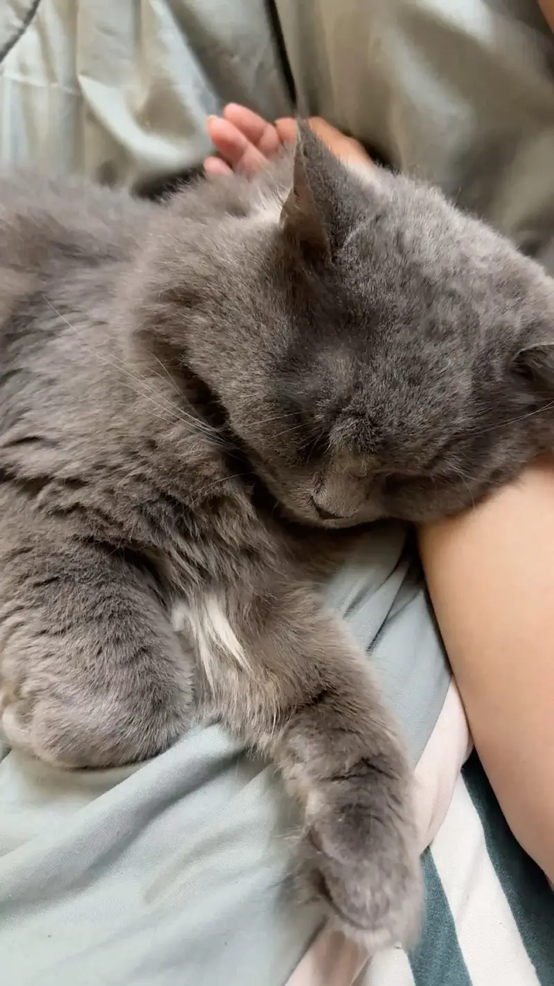 Persian cat — photo 2