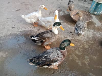 6 ducks for sale