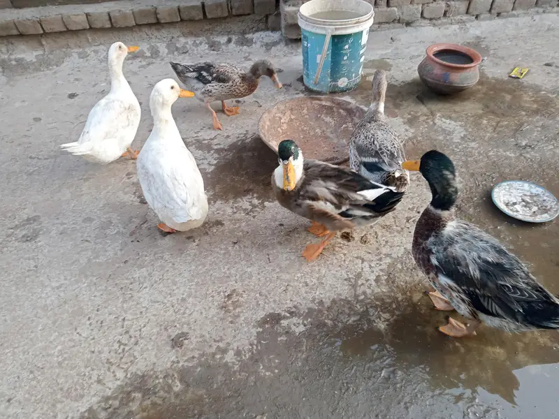 6 ducks for sale — photo 2