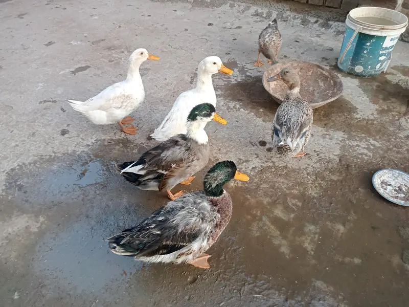 6 ducks for sale — photo 3