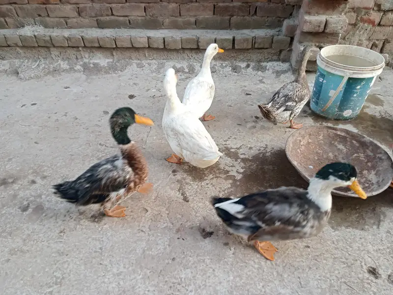 6 ducks for sale — photo 4