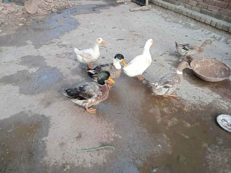 6 ducks for sale — photo 5
