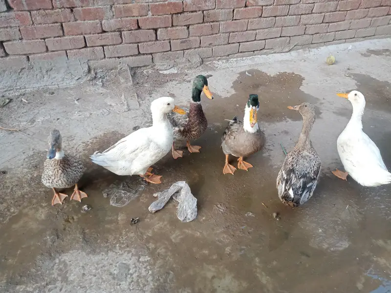 6 ducks for sale — photo 6