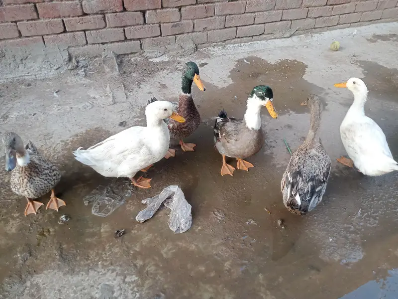 6 ducks for sale — photo 7