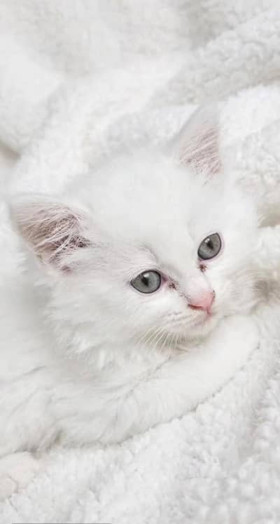 White Persian kitten - triply coated - Grey Eyes