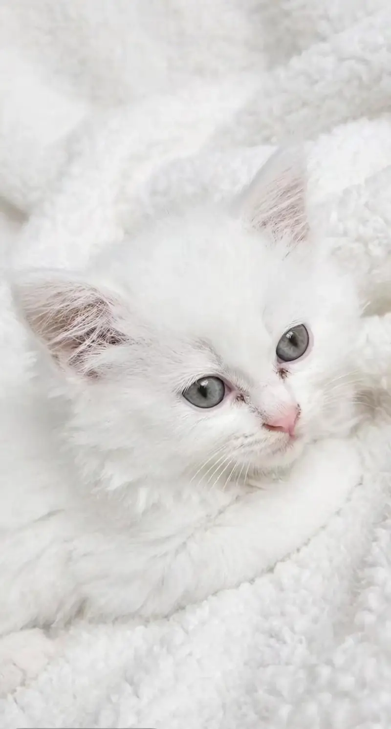 White Persian kitten - triply coated - Grey Eyes
