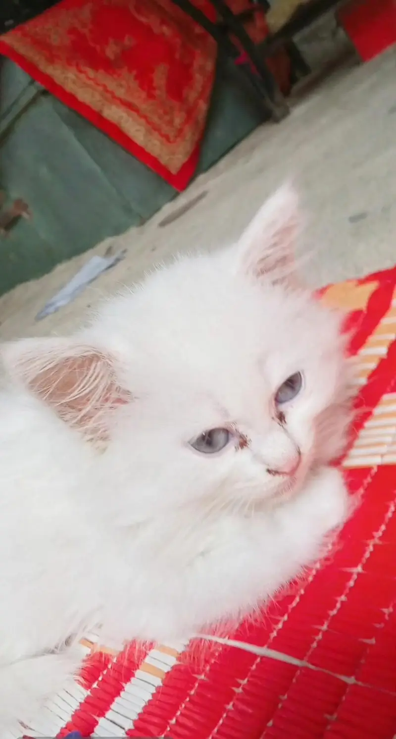 White Persian kitten - triply coated - Grey Eyes — photo 2