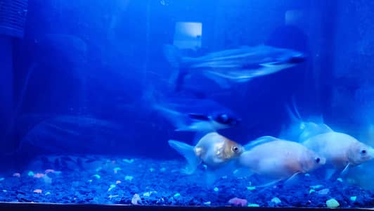 Blue`Line Shark, Gold Fish & Orenda