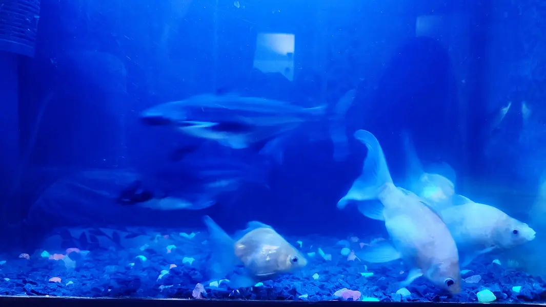 Blue`Line Shark, Gold Fish & Orenda — photo 2