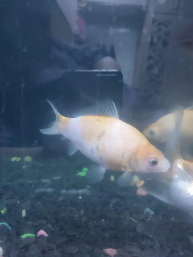 Blue`Line Shark, Gold Fish & Orenda — photo 3