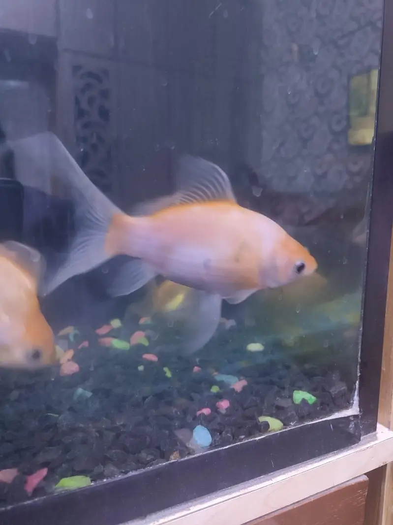 Blue`Line Shark, Gold Fish & Orenda — photo 4