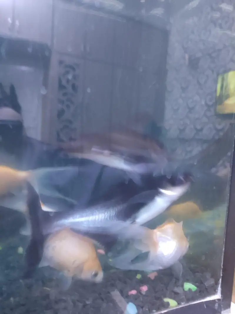 Blue`Line Shark, Gold Fish & Orenda — photo 5
