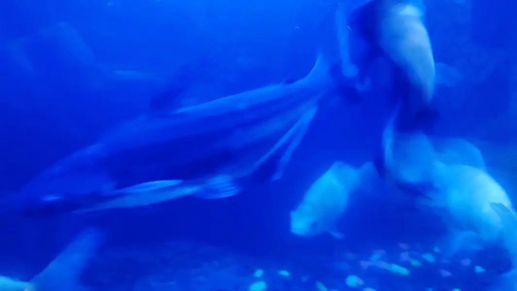 Blue`Line Shark, Gold Fish & Orenda — photo 6