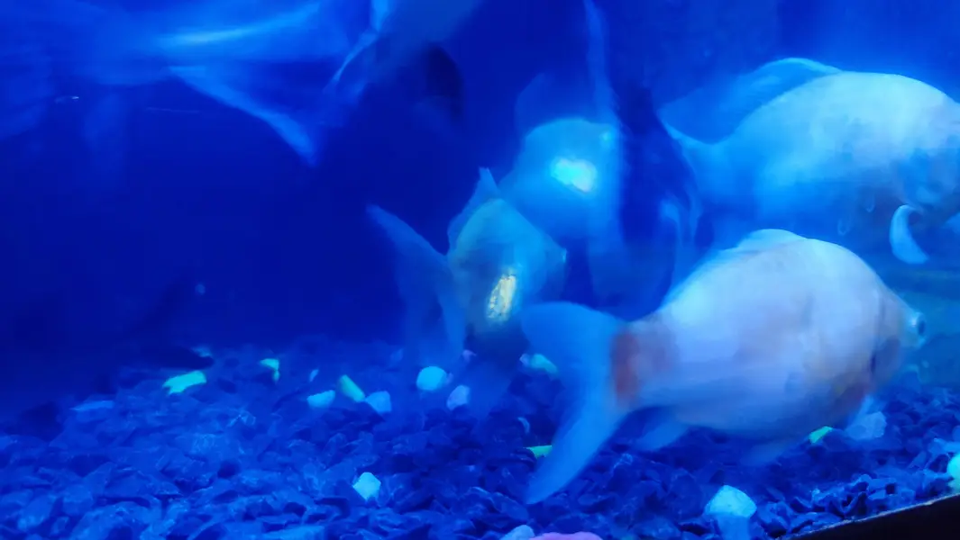 Blue`Line Shark, Gold Fish & Orenda — photo 7