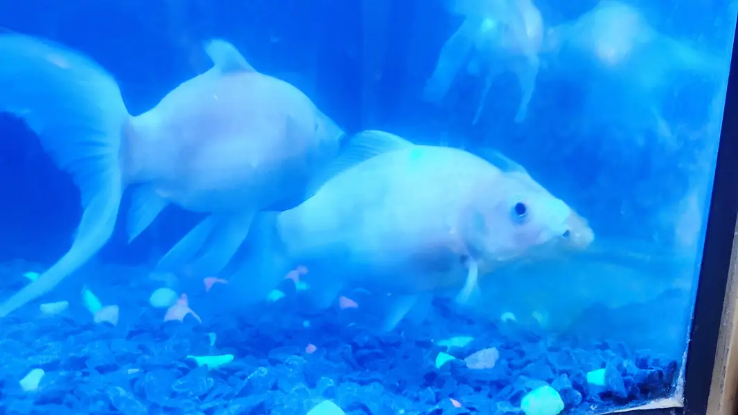 Blue`Line Shark, Gold Fish & Orenda — photo 8