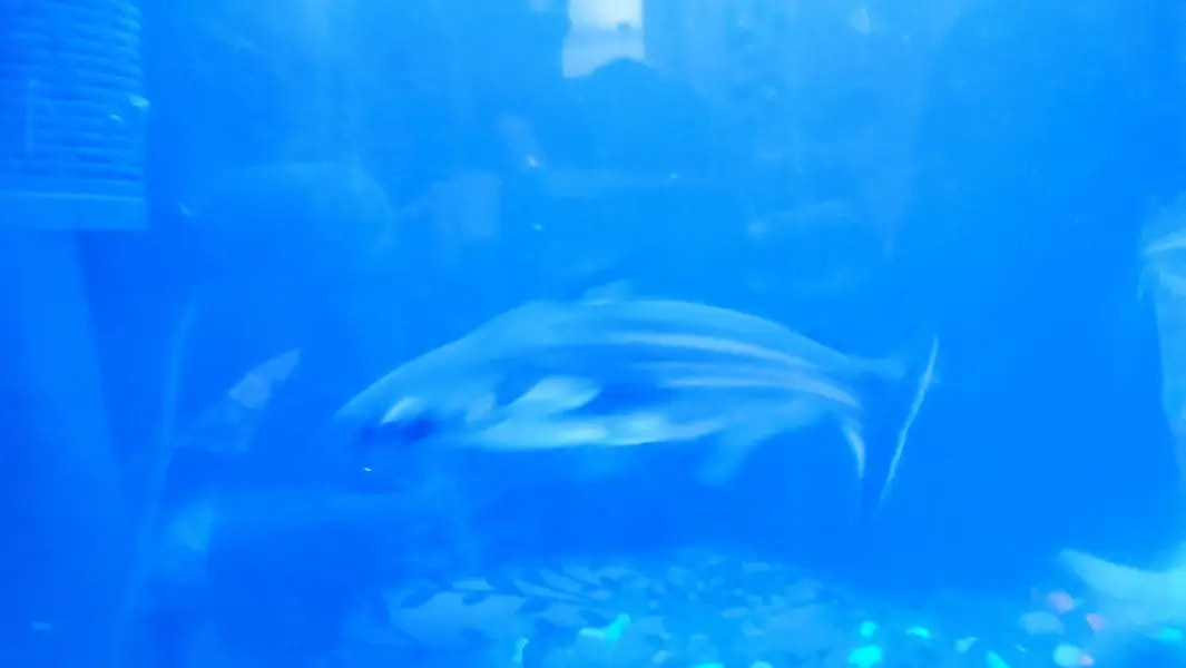 Blue`Line Shark, Gold Fish & Orenda — photo 10