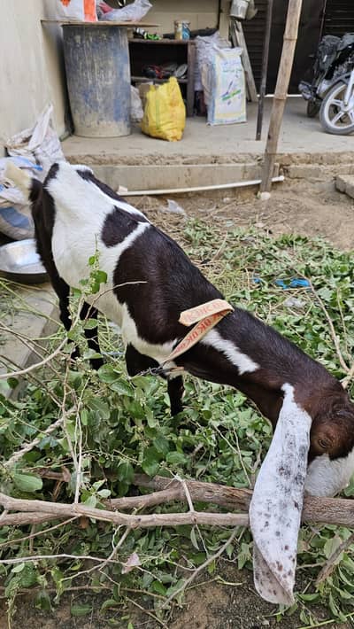 Ablak bakri for sale 4 dant