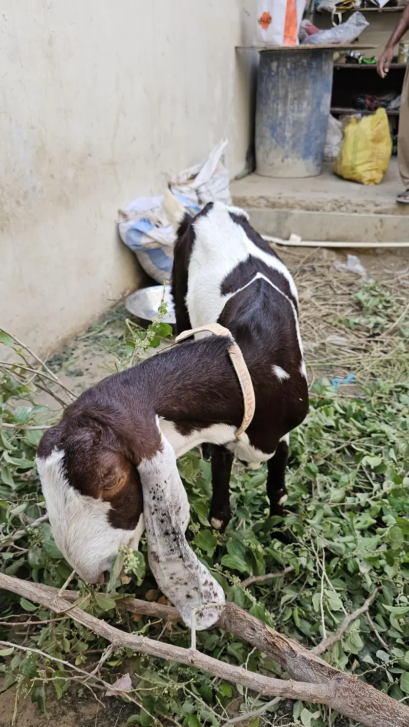 Ablak bakri for sale 4 dant — photo 2