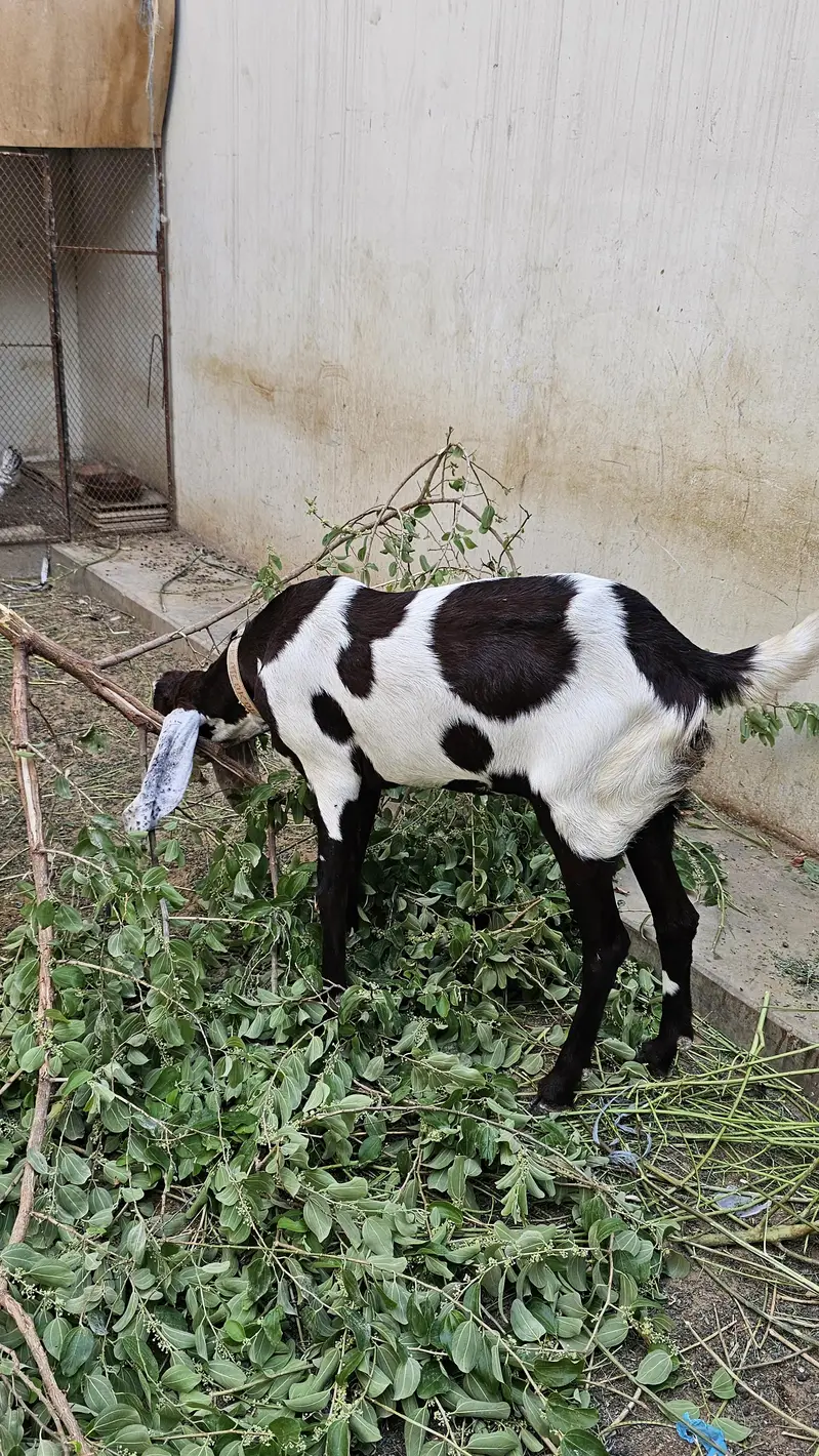 Ablak bakri for sale 4 dant — photo 3