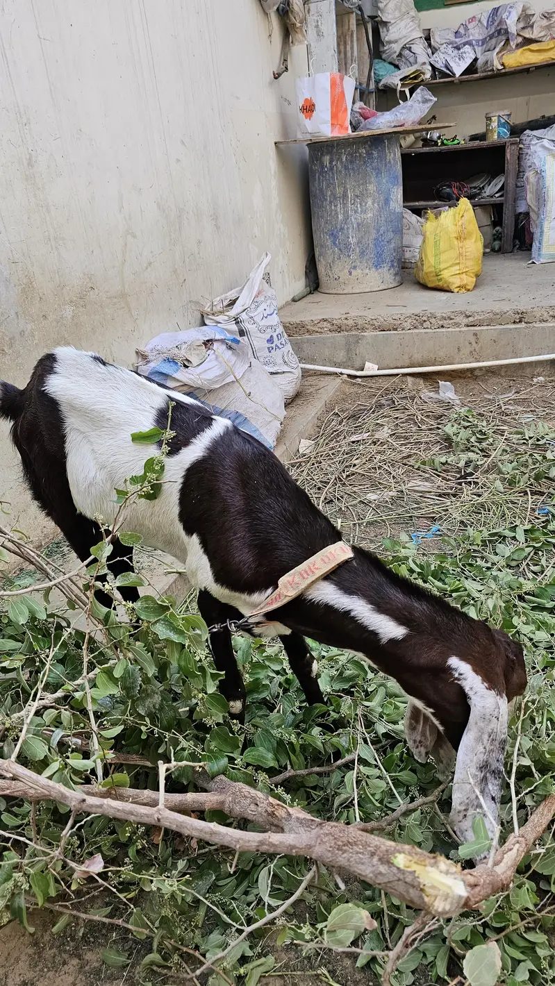 Ablak bakri for sale 4 dant — photo 4