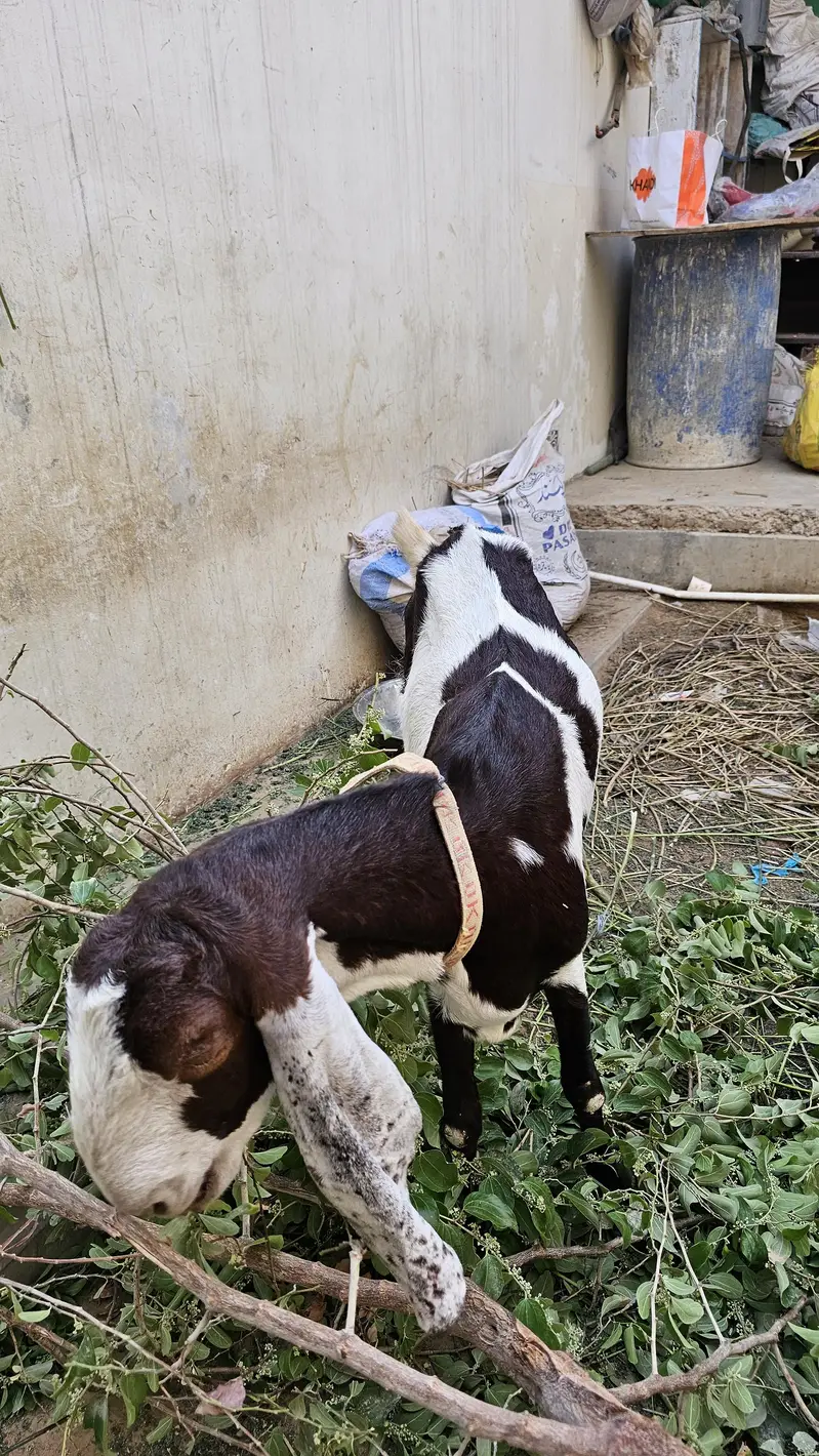 Ablak bakri for sale 4 dant — photo 5