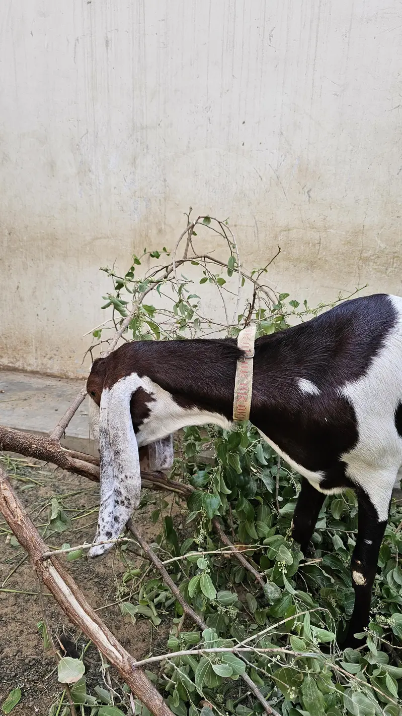 Ablak bakri for sale 4 dant — photo 6
