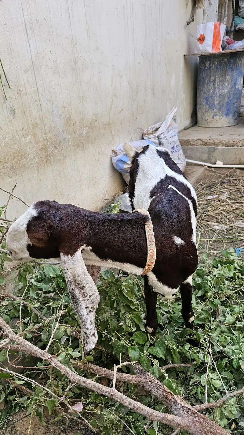 Ablak bakri for sale 4 dant — photo 7