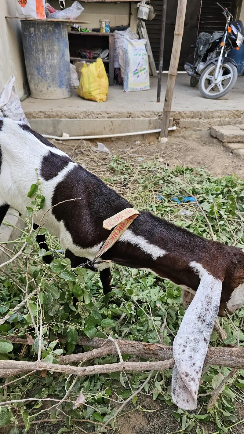 Ablak bakri for sale 4 dant — photo 8