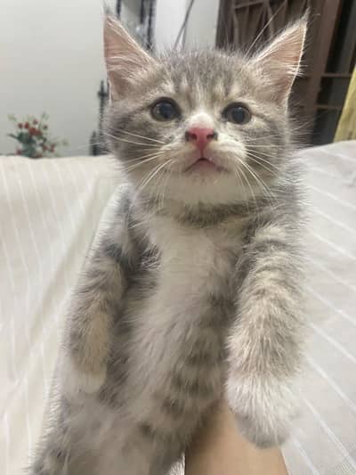 Persian kittens for sale