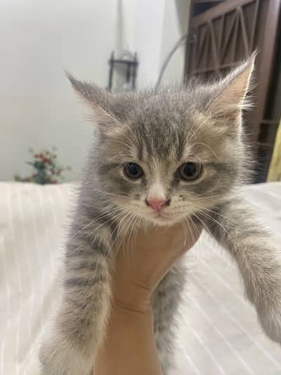 Persian kittens for sale