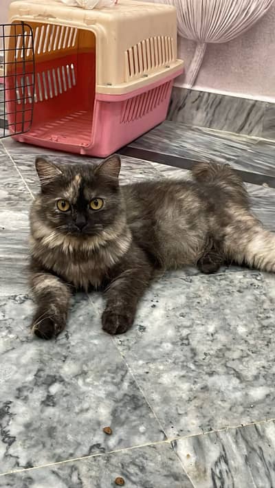 4 Persian cats female price 5 k each 1 female calico colour age 3 Mont
