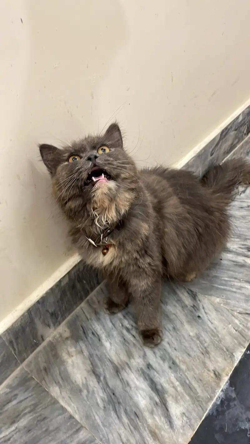 4 Persian cats female price 5 k each 1 female calico colour age 3 Mont — photo 3